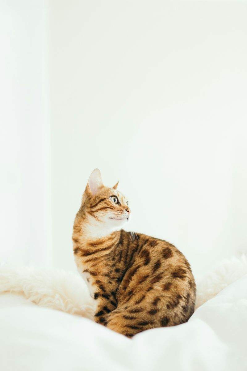 新生活前にチェックしたい、猫が安心できるお部屋づくり
