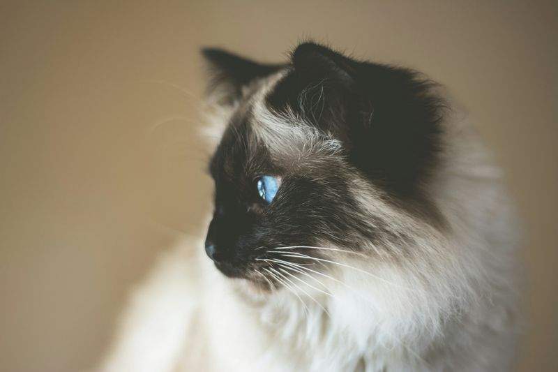 ねこ暮らしサポート株式会社 1