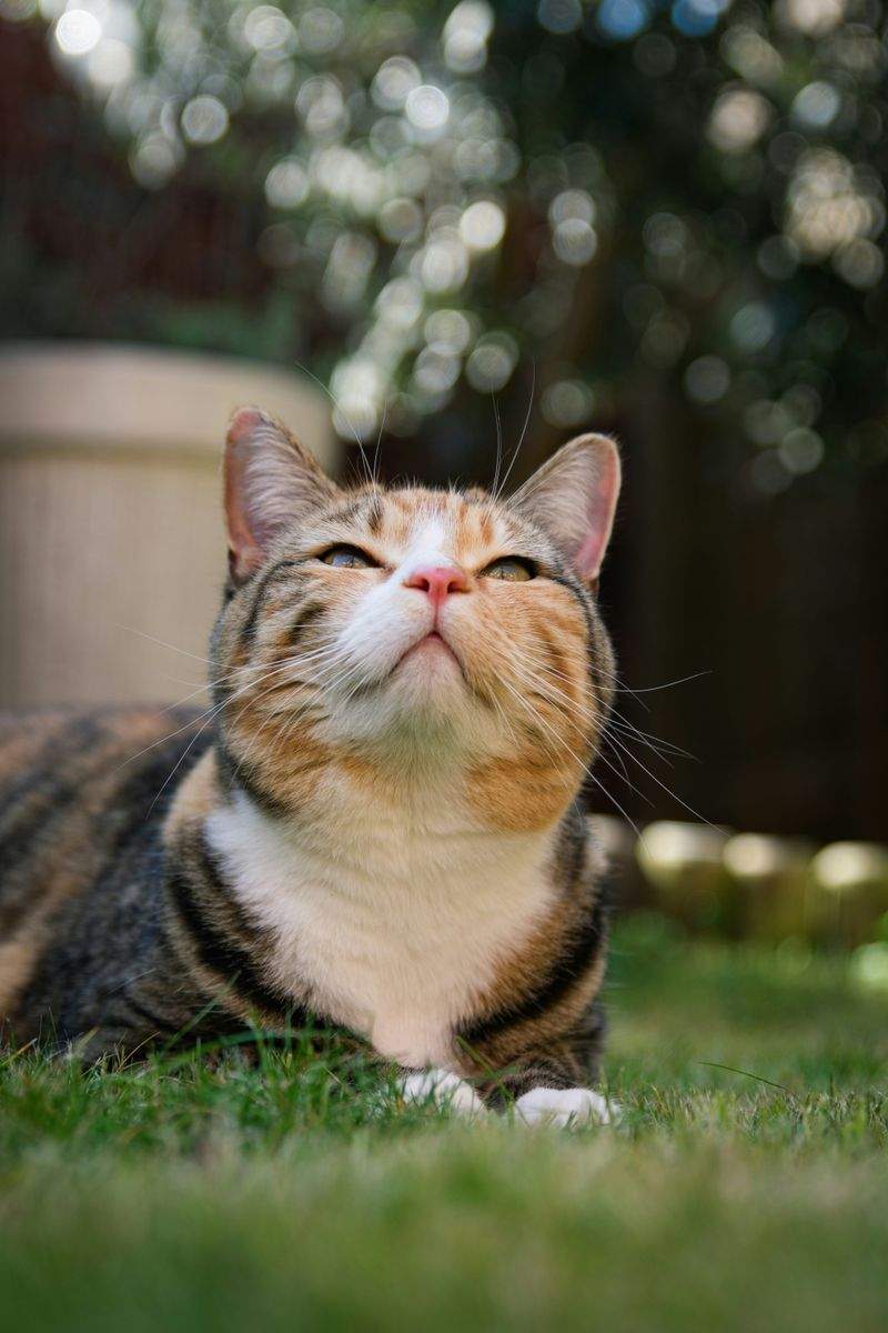 ねこ暮らしサポート株式会社 13