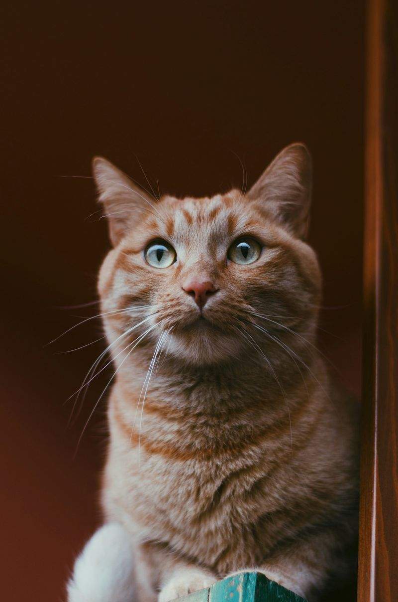 ねこ暮らしサポート株式会社 5