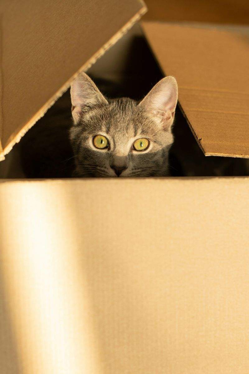 ねこ暮らしサポート株式会社 6
