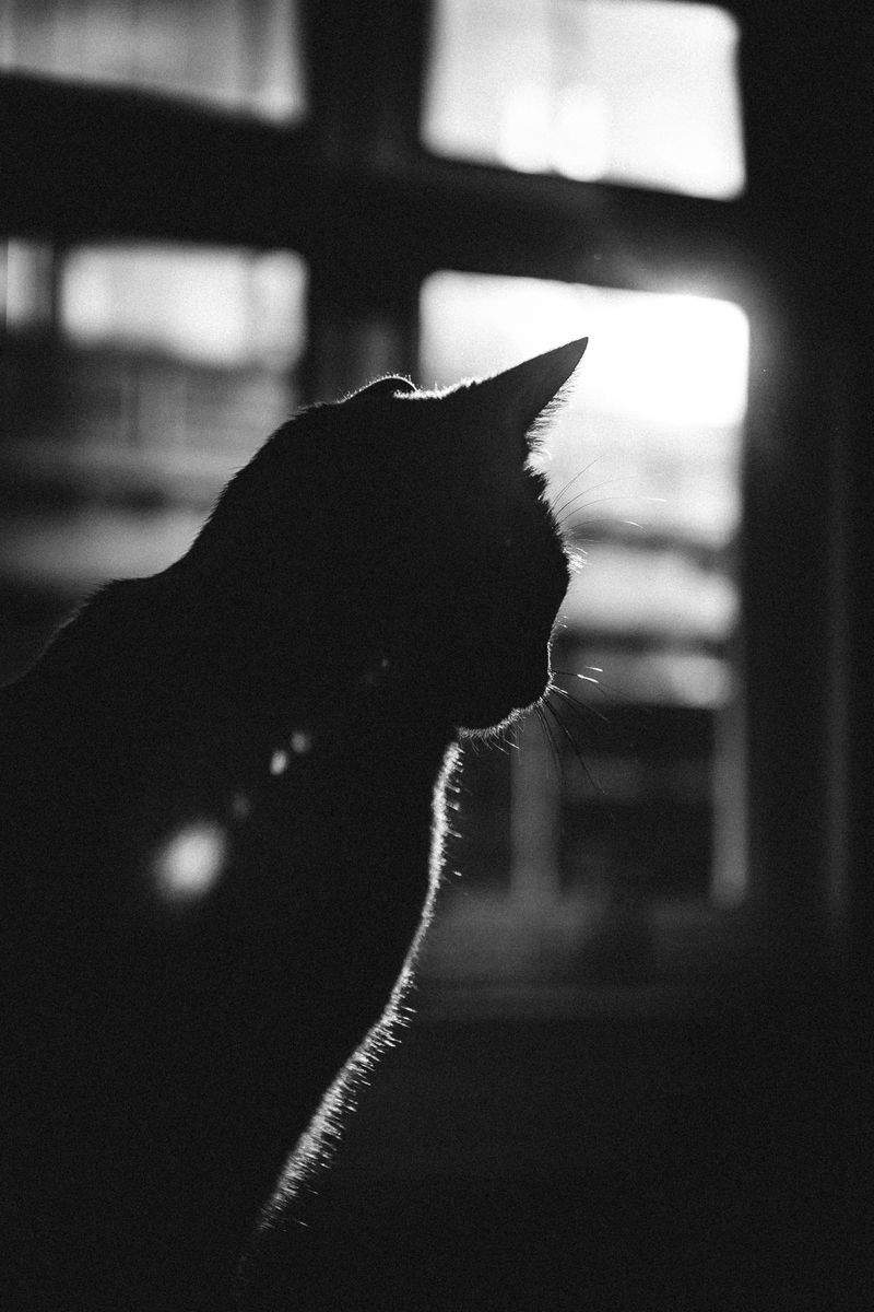 ねこ暮らしサポート株式会社 7