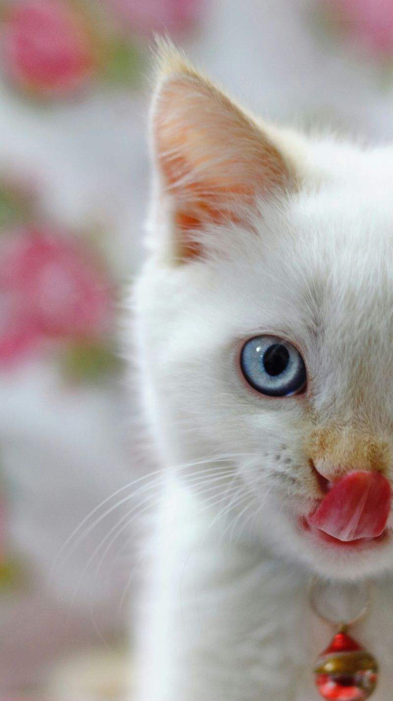 ねこ暮らしサポート株式会社 9