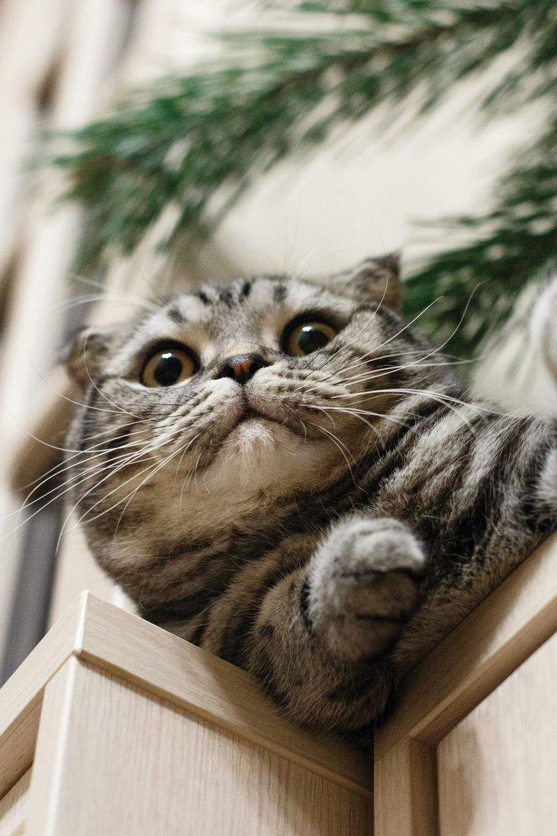 ねこ暮らしサポート株式会社