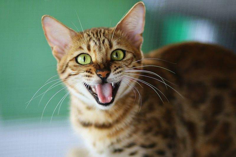 猫の一時預かり