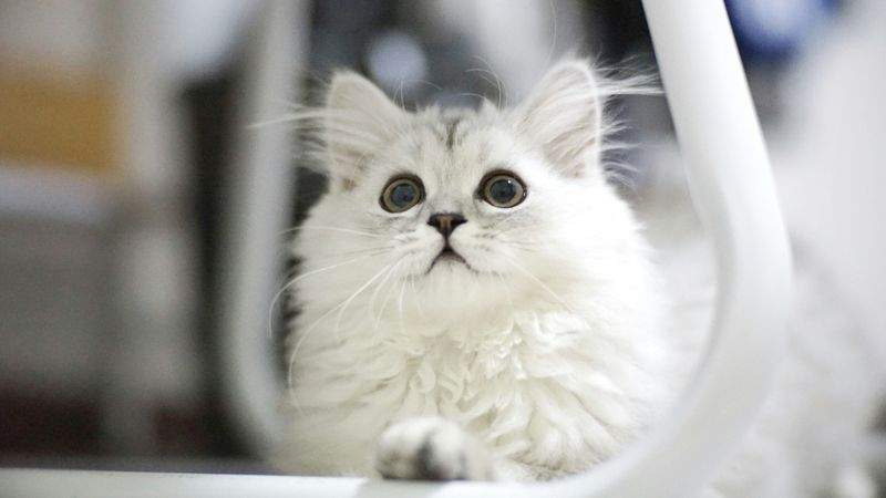 高齢猫向け生活サポート