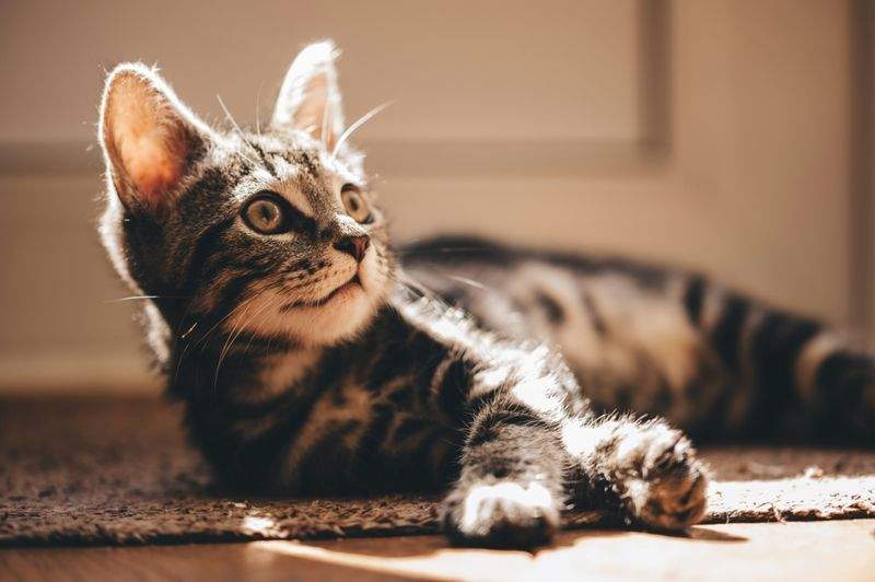 猫用品の選定・設置相談